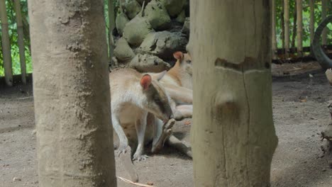el wallaby de cuello rojo se limpia a sí mismo, lamiendo su pata mientras se encuentra entre dos troncos de árboles