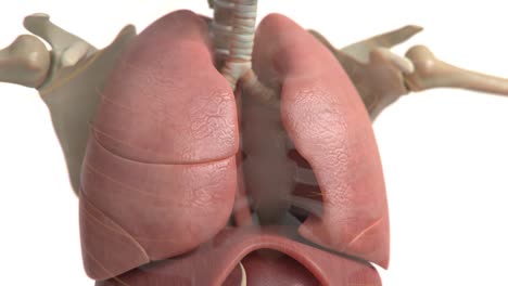 vídeo del sistema respiratorio | vídeo conceptual de animación de pulmones humanos | hd | vídeo realista de respiración de los pulmones en hd