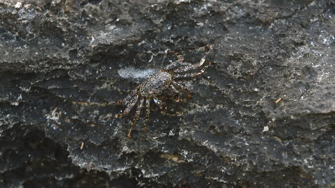 Oceanic crab walking sideways across rocky surface.