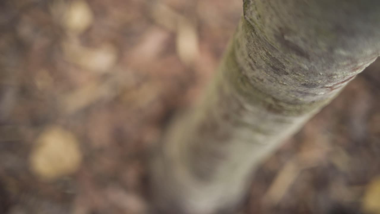Close-up of a tree trunk and base with autumnal mulch