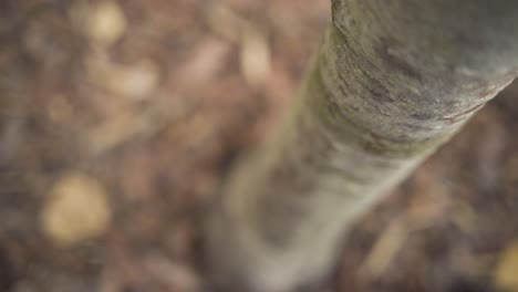 primer plano de un tronco y una base de árbol con mantillo de otoño