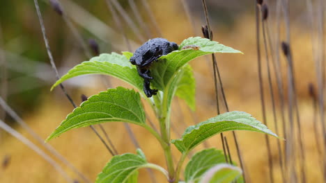 rana negra de roraima, oreophrynella quelchii descansando sobre las hojas verdes de una planta en la meseta del monte roraima, venezuela