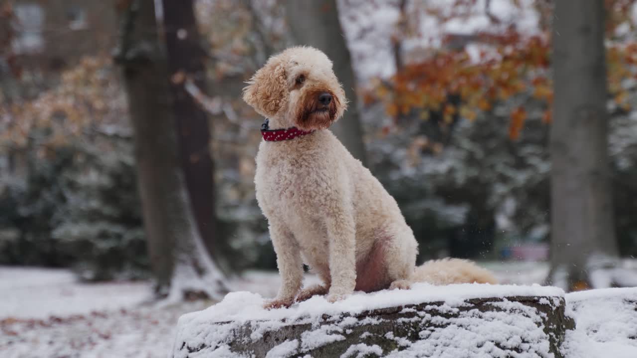 linda mascota de perro caniche sentada en un árbol en un parque durante el invierno