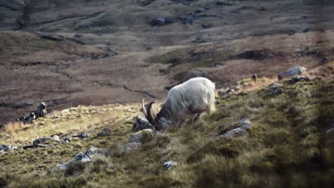 Wilder-Steinbock,-Der-Auf-Gras-In-Einem-Bergtal-Weidet