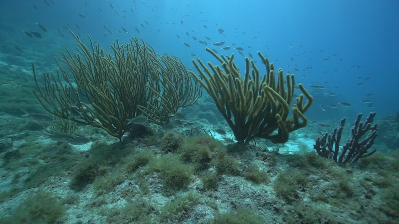 The camera pans around a soft coral as small reef fish swim gently through the scene.