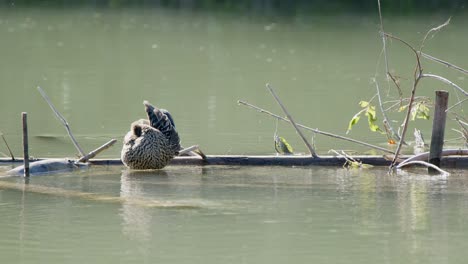 Mallard-Duck-hen-grooms-her-feathers-on-log-in-slow-flowing-river