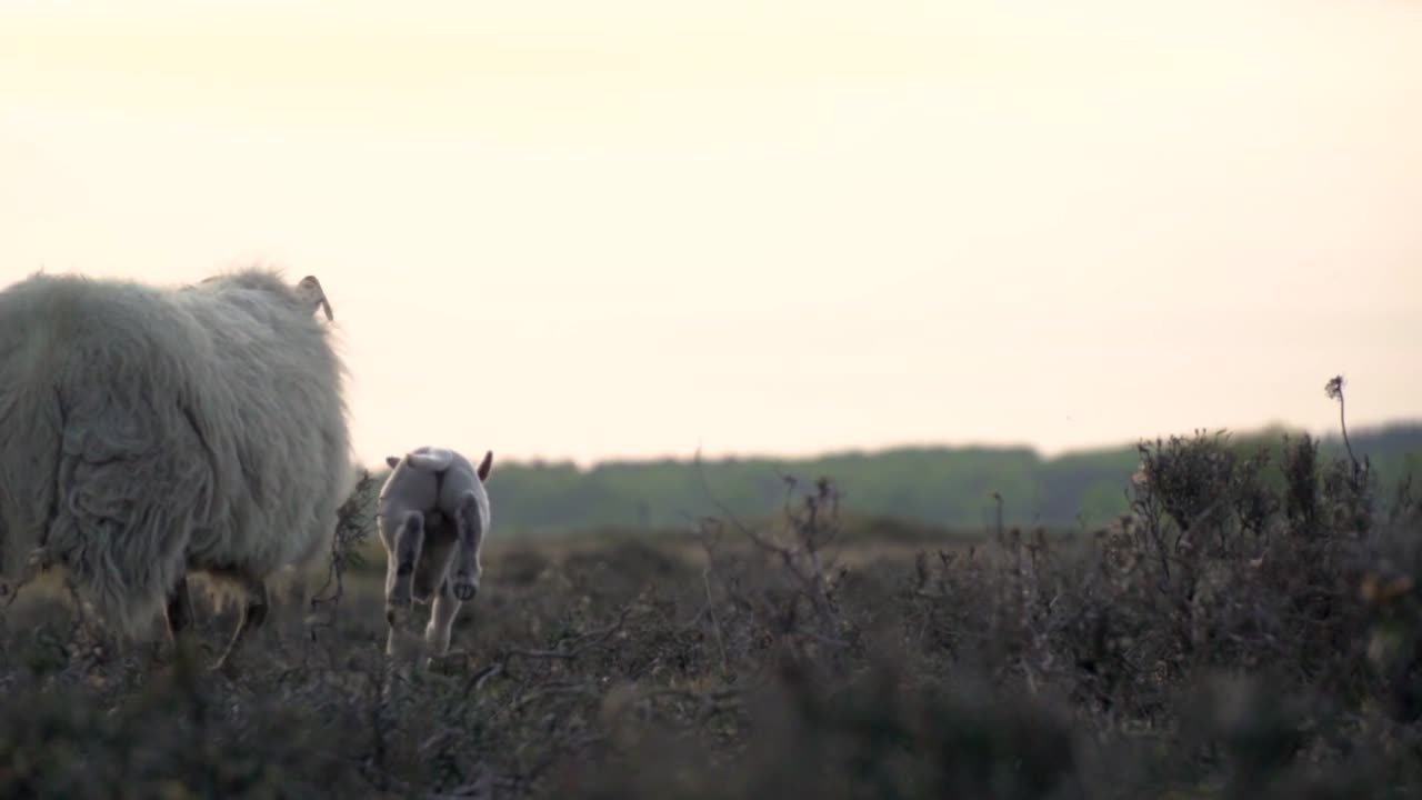ovejas y corderos en un campo al amanecer o al atardecer