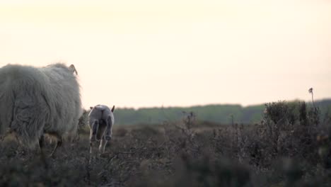 sheep and lamb in a field at sunrise/sunset