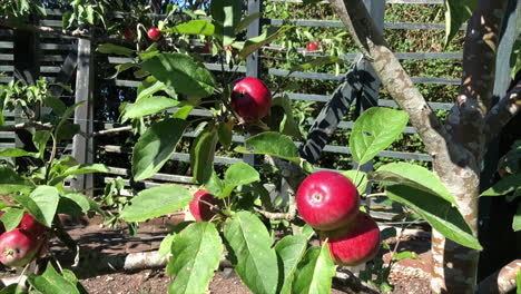 slow motion clip of organic red apples growing in garden