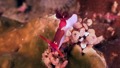 nudibranch nembrotha crawling over colourful coral reef close up