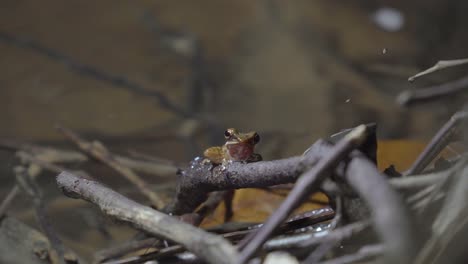 malayan white-lipped tree frog sitting on tree branch near mountain stream creek water floing in jungle