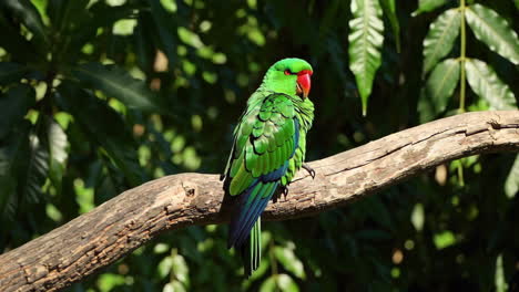 vibrant green parrot perched on a tree branch