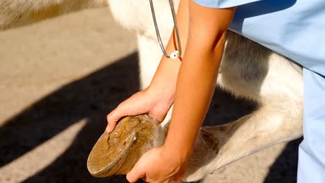 veterinarian doctor examining horse leg 4k