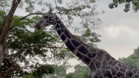 jirafa de rothschild, jirafa camelopardalis rothschildi con piel pálida caminando por la escena en su hábitat natural bosque de sabana en el zoológico de singapur, reservas de vida silvestre de mandai, tiro de mano
