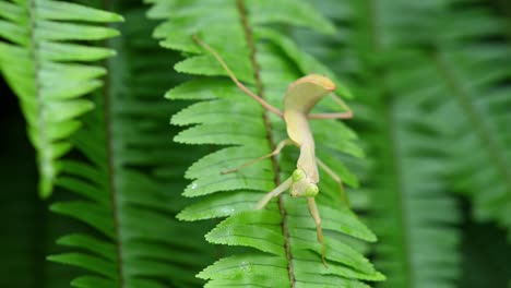 Praying-Mantis,-Rhombodera-megaera,-Thailand