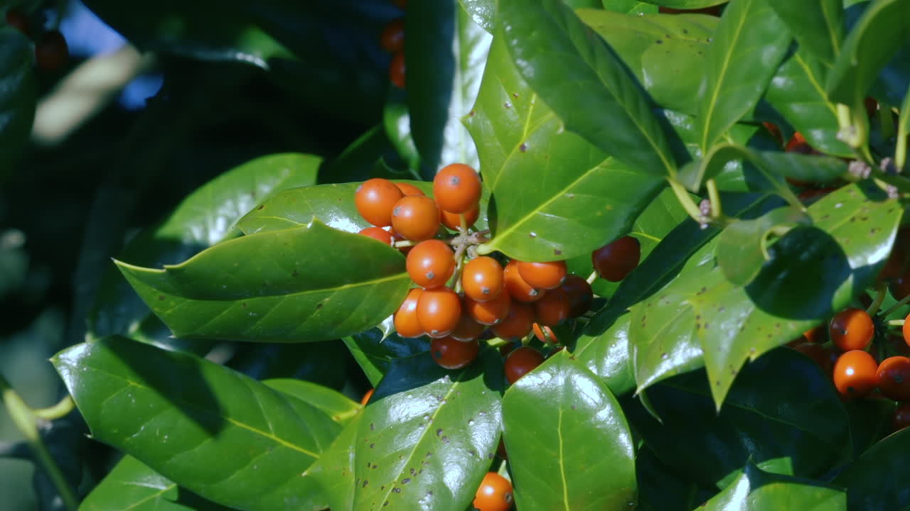 Red berries growing on an evergreen, Cotoneaster shrub in the Winter
