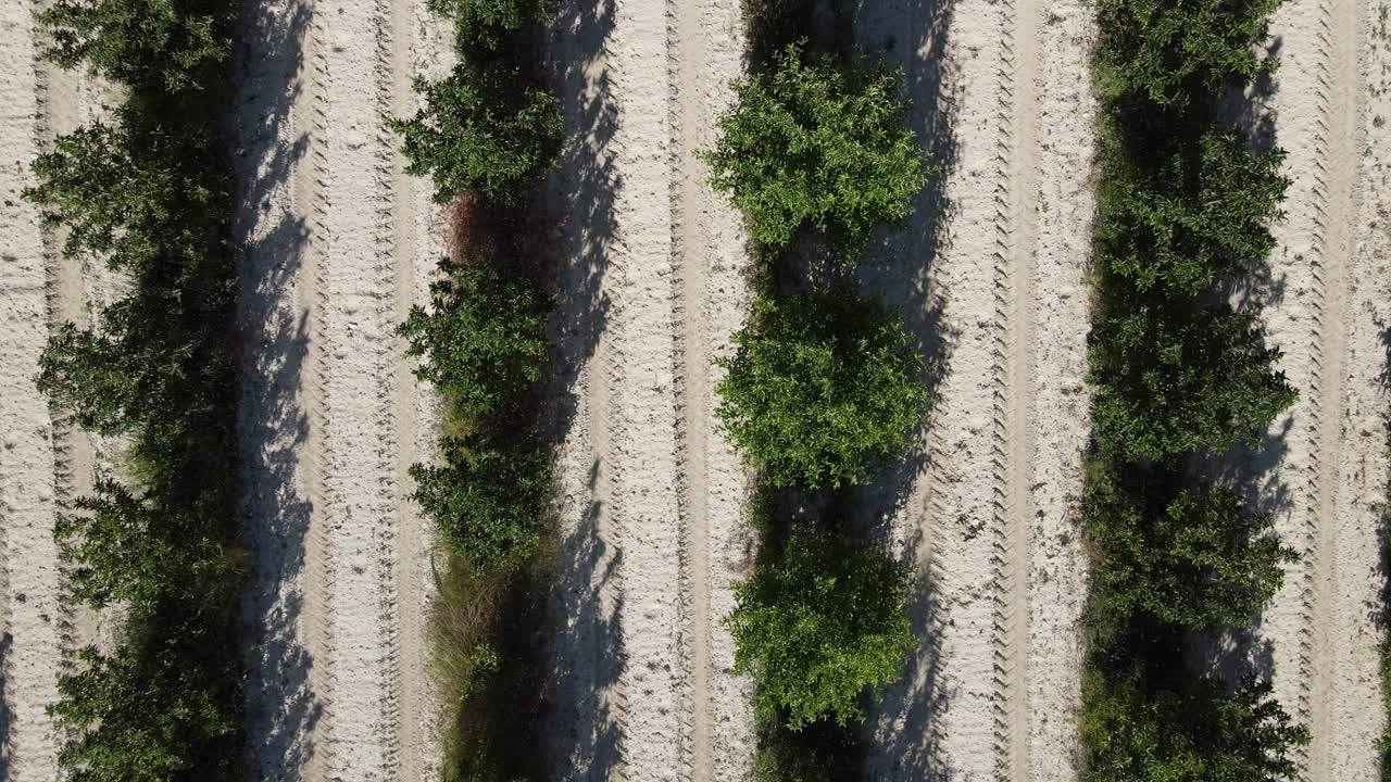 vista aérea del huerto verde