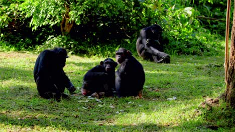 grupo de chimpancés africanos en su hábitat en cautiverio en un parque zoológico en áfrica.
