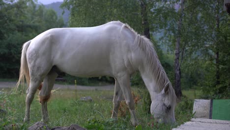 a white horse grazes in a field and eats grass. pets on free grazing. farming and pasture.