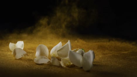 white rose and petals falling on the glitter 4k