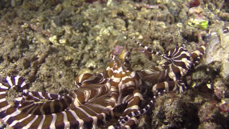 카메라를 향해 움직이는 wonderpus wunderpus photogenicus, 먹이를 찾기 위해 산호 틈을 스캔하는 촉수, 중간 샷 카메라 축소 및 축소