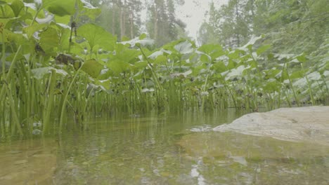 water plants in a stream or creek