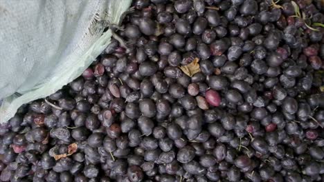 images of ripe olives on the production line at the olive oil factory make