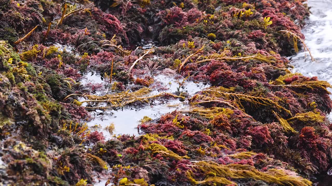 Dynamic waves crash against a rocky shoreline covered in seaweed, captured with natural lighting at Port Campbell, Australia