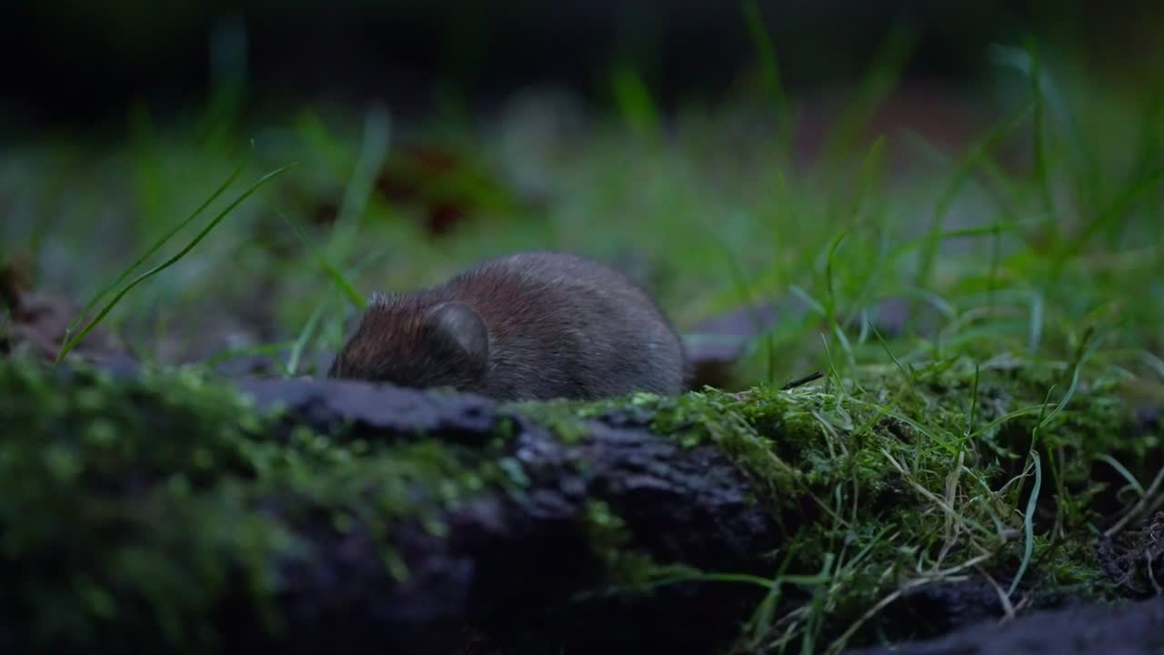 Small rodent forages through green mossy floor in Dutch forest, slow motion wildlife behavior