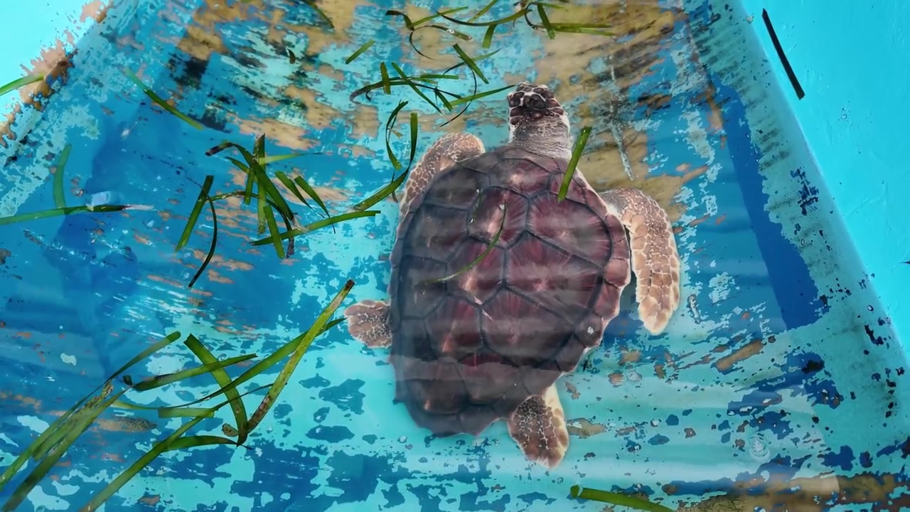 Close-up of a rescued sea turtle hatchling swimming in a rehabilitation tank before release into the Caribbean Sea in Venezuela.