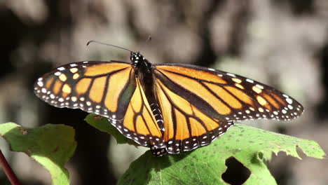 Monarchfalter-Im-Naturschutzgebiet-Mexiko