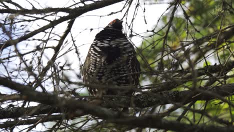 Wildes-Fichtenhuhn-Thront-Auf-Einem-Ast-Im-Borealen-Wald