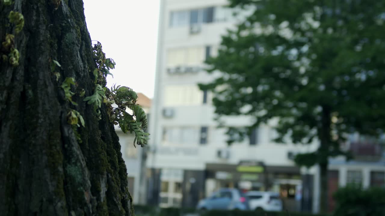 Some leaves sticking out from the stem on a ronn in a park in Porto.