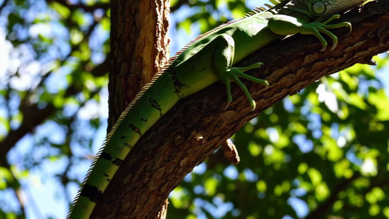 Green Iguana on a Tree