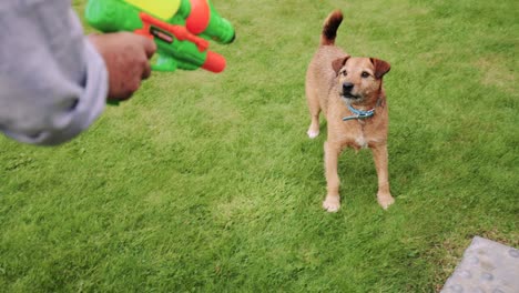 pelea de agua con el perro