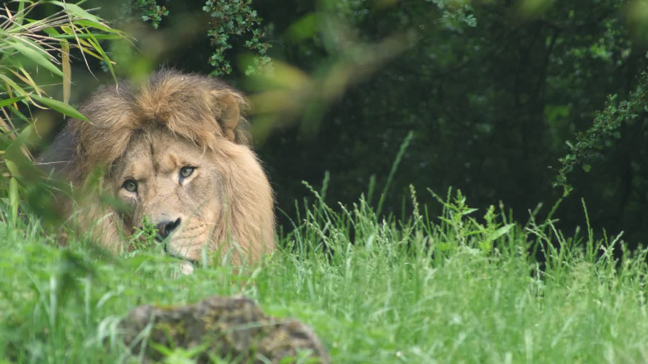 Samec afrického lva vzhlížející ke kameře skrz trávu.