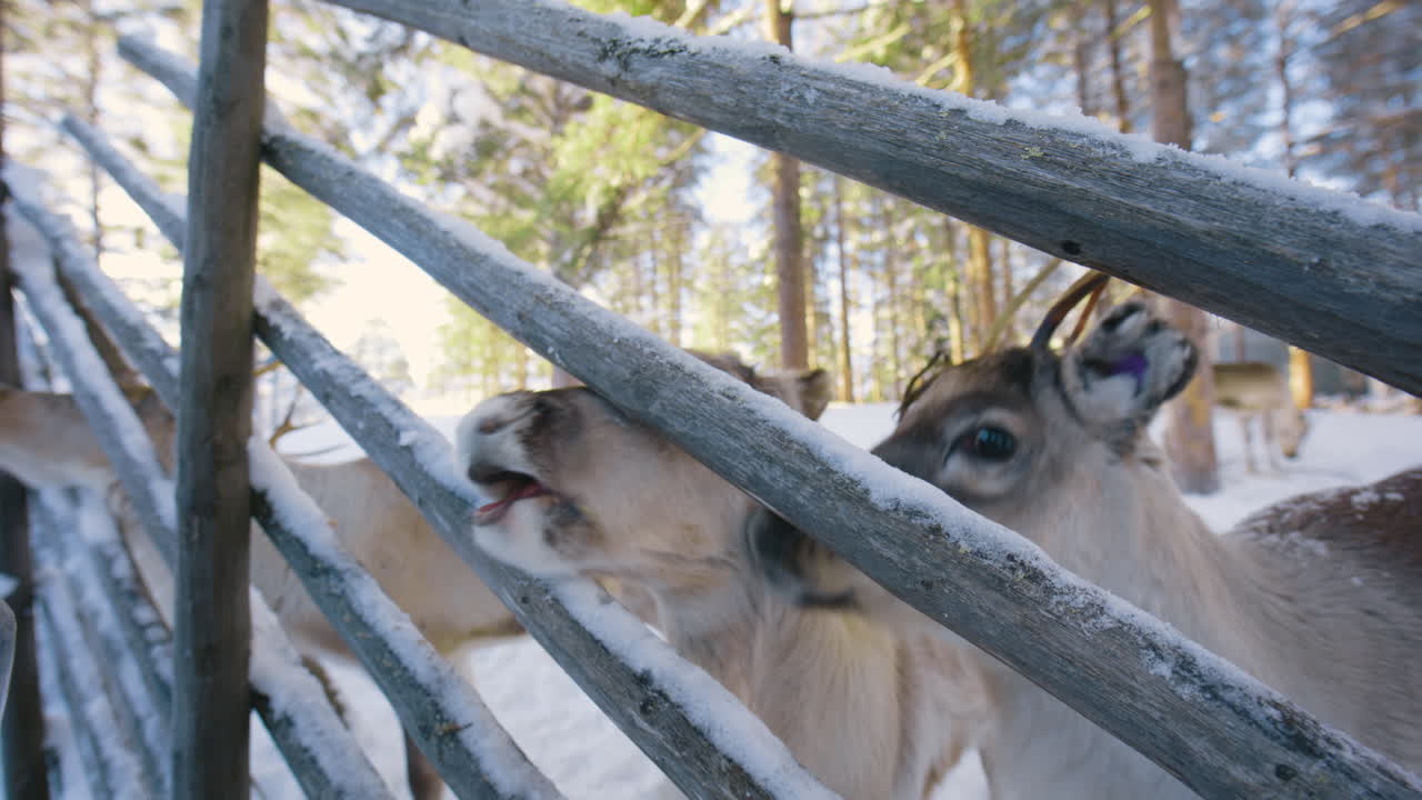 mano masculina con guantes alimentando renos en una granja, invierno, en laponia - rangifer tarandus