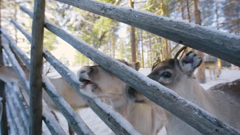 male hand with gloves feeding reindeers at a farm, winter, in lapland - rangifer tarandus