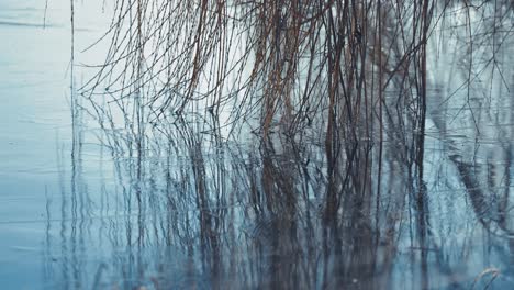 Long slender branches of the willow tree frozen in the water of the lake