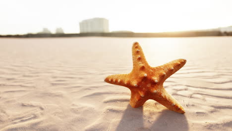 starfish on the beach at sunrise/sunset