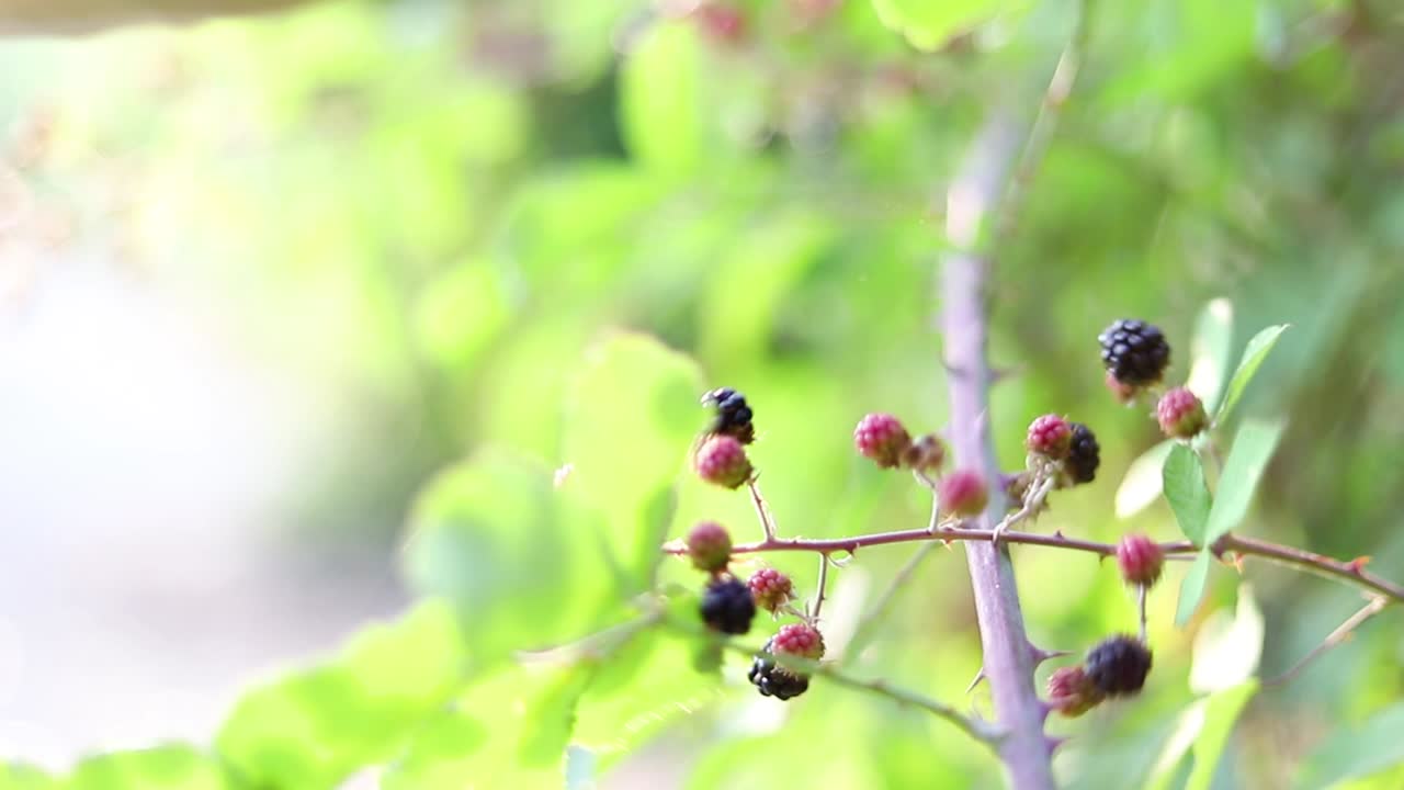 Healthy food woman hand picking blackberries in nature slow motion