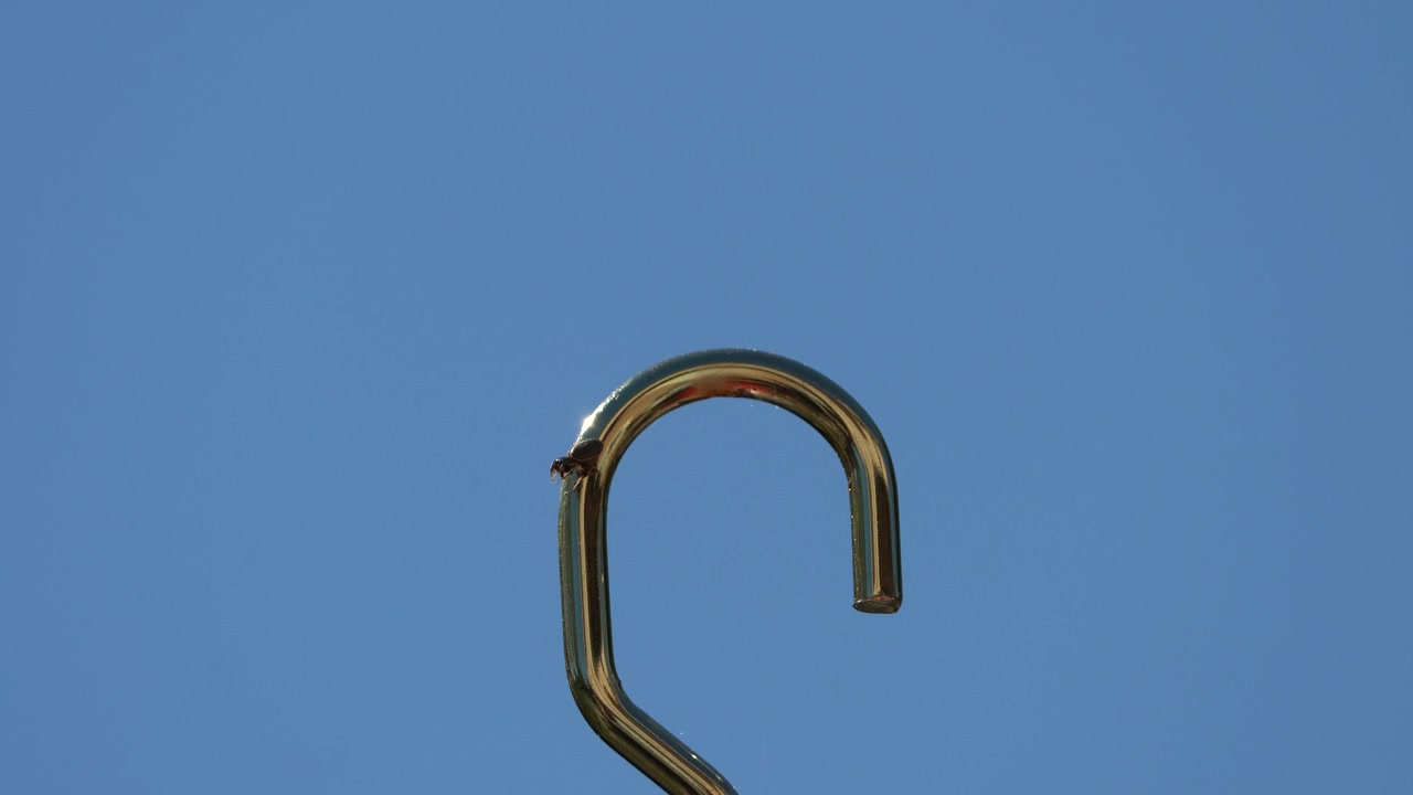 Broad-faced Sac spider spinning a web on the top hook of a bird feeder.