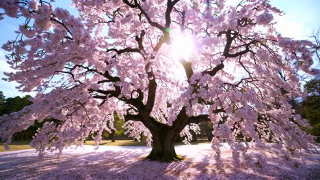 Cherry Blossom Tree in Springtime