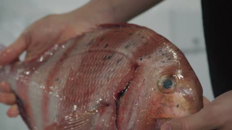 hands holding red sea bream while examining at fish market, close up