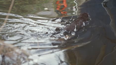 Wild-mink-swimming-out-from-river-bank-and-grabs-food-SLOW-MOTION