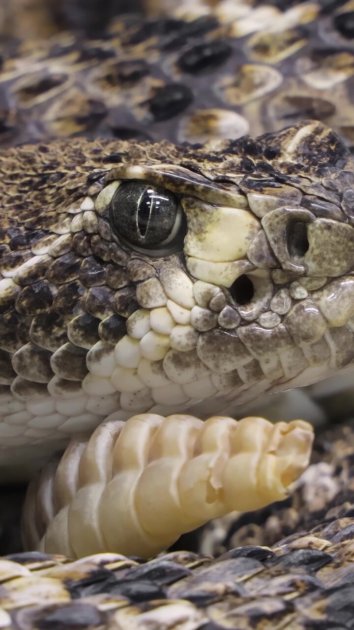 Western diamondback rattlesnake or Texas diamond-back (Crotalus atrox) is a rattlesnake species and member of the viper family, found in the southwestern United States and Mexico.