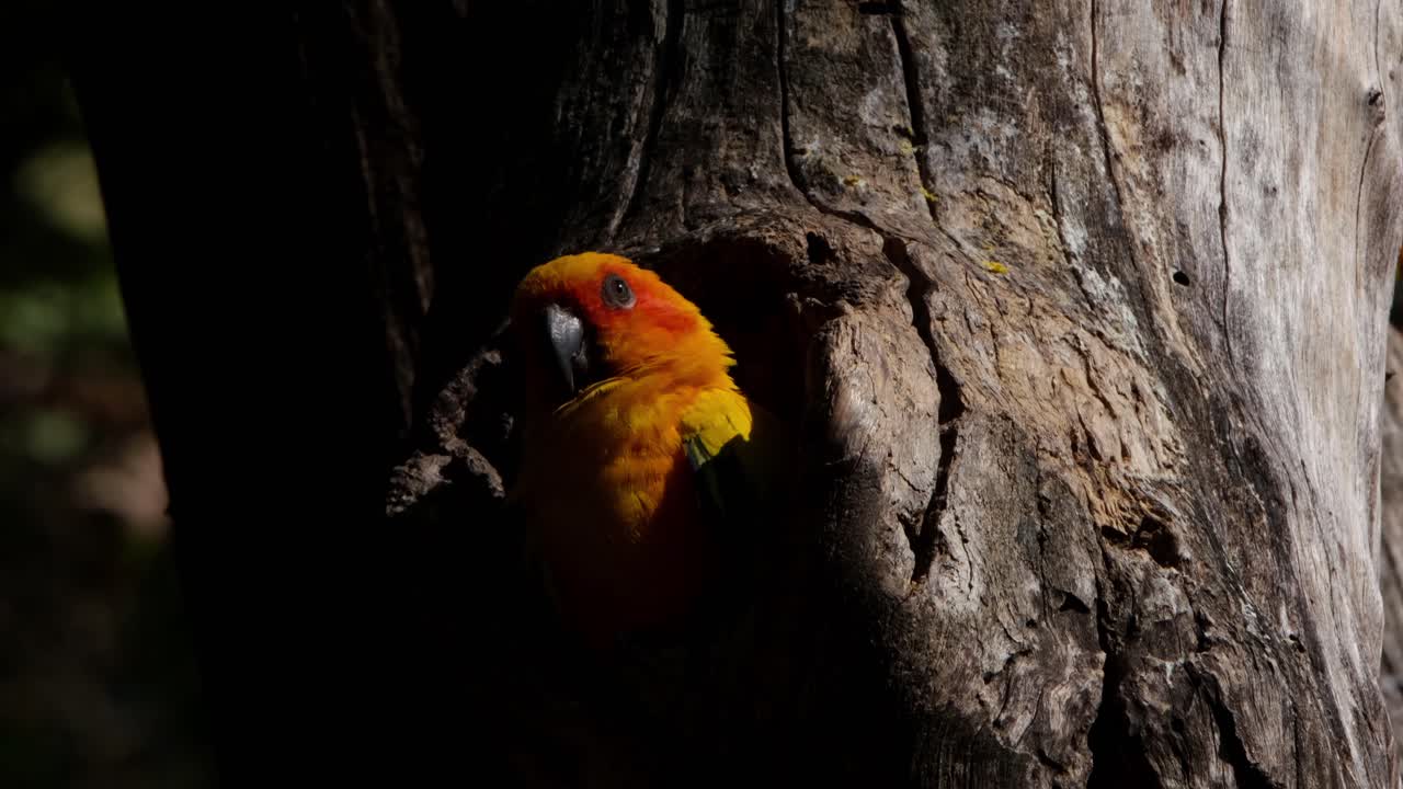 굴에서 엿보는 것을 본 다음 오른쪽으로 돌아서 시선을 돌리고 왼쪽 눈을 감습니다.