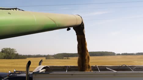 Close-up-of-combine-transferring-freshly-harvested-Grain-into-tractor-trailer-for-transport-to-the-silos,-slow-motion