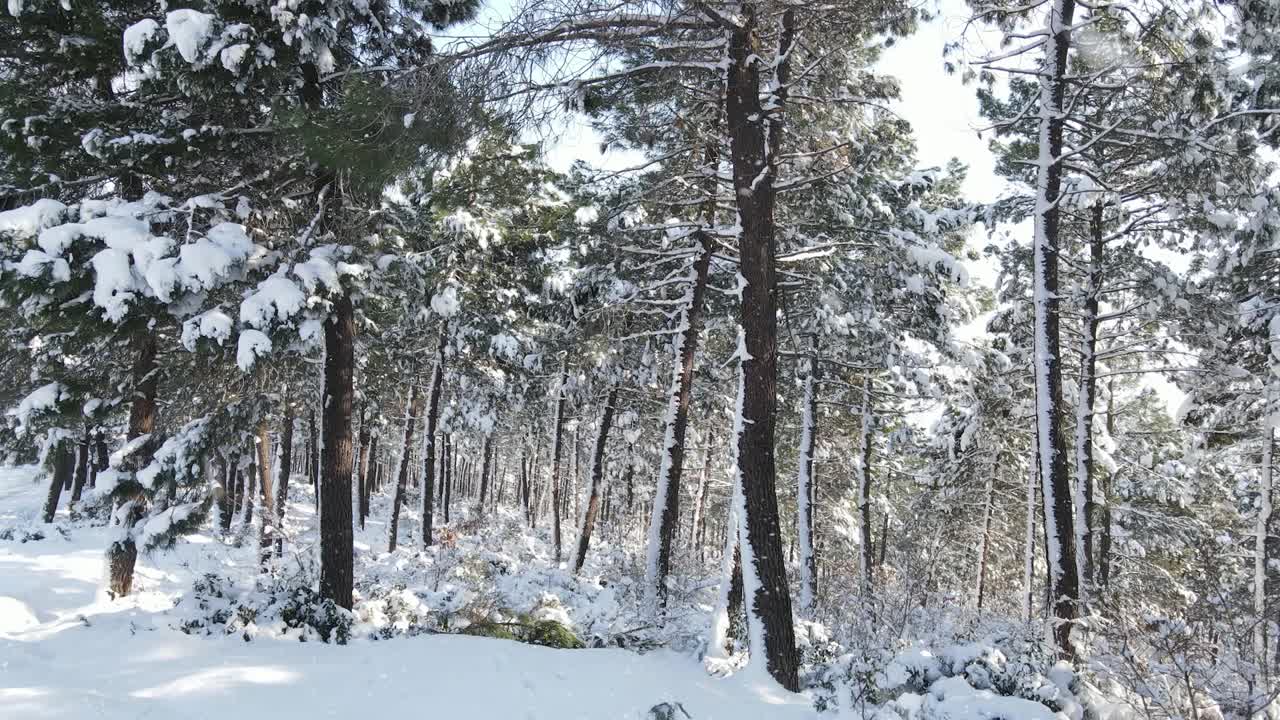 눈 덮인 나무 숲 겨울 공중 무인 비행기