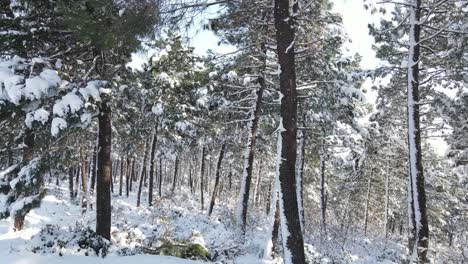 Verschneite-Bäume-Wald-Winter-Luftdrohne